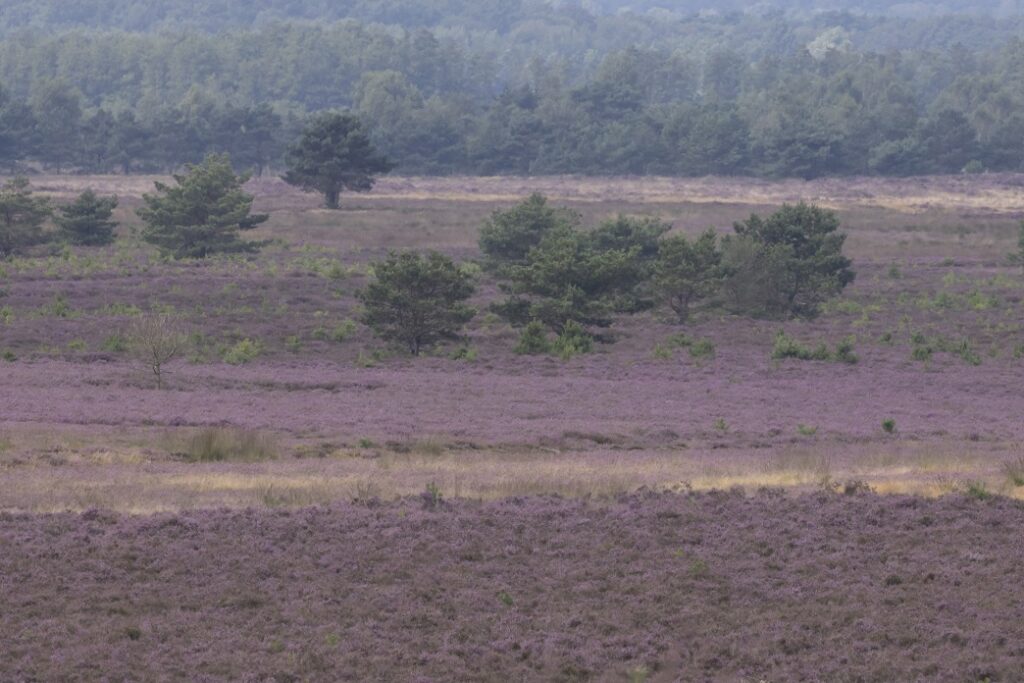 Bloeiende heide - Natuurexcursie Goldcrest Nature Tours