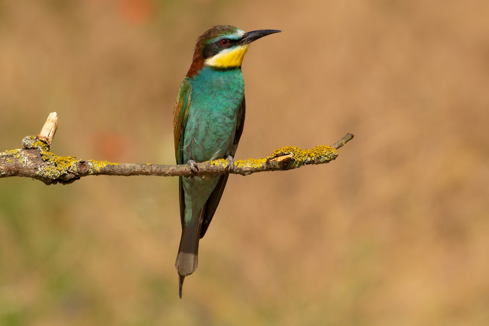 Natuurfotografie reizen