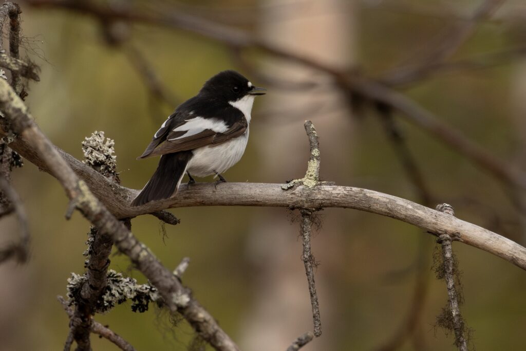 Excursie vogels in natuurgebied de Kampina