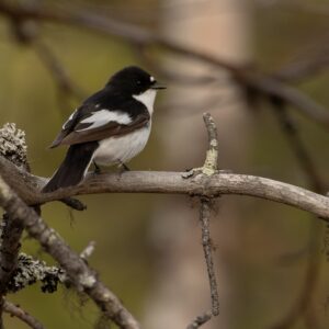 Excursie vogels in natuurgebied de Kampina