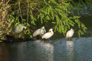 Groep lepelaars in Quackjeswater ? foto Louise Poortvliet
