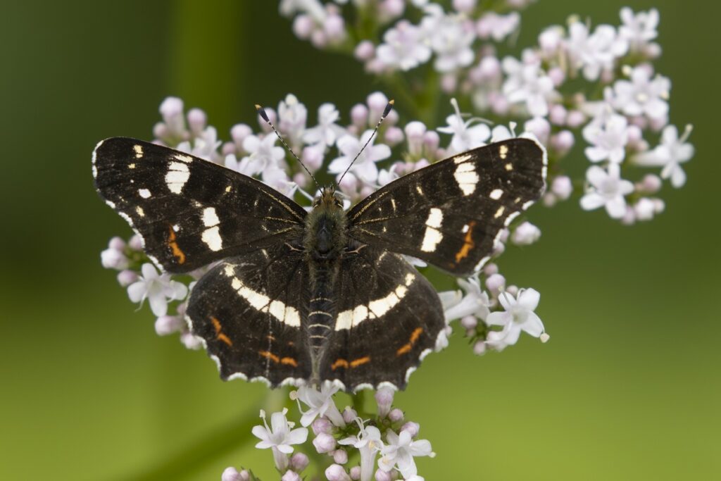 Natuurfotografie: wandelingen en workshops