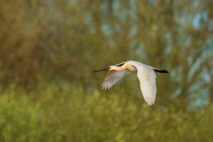 Lepelaar – Quackjeswater: foto Louise Poortvliet
