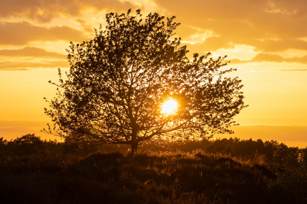 Natuurfotografie: wandelingen en workshops