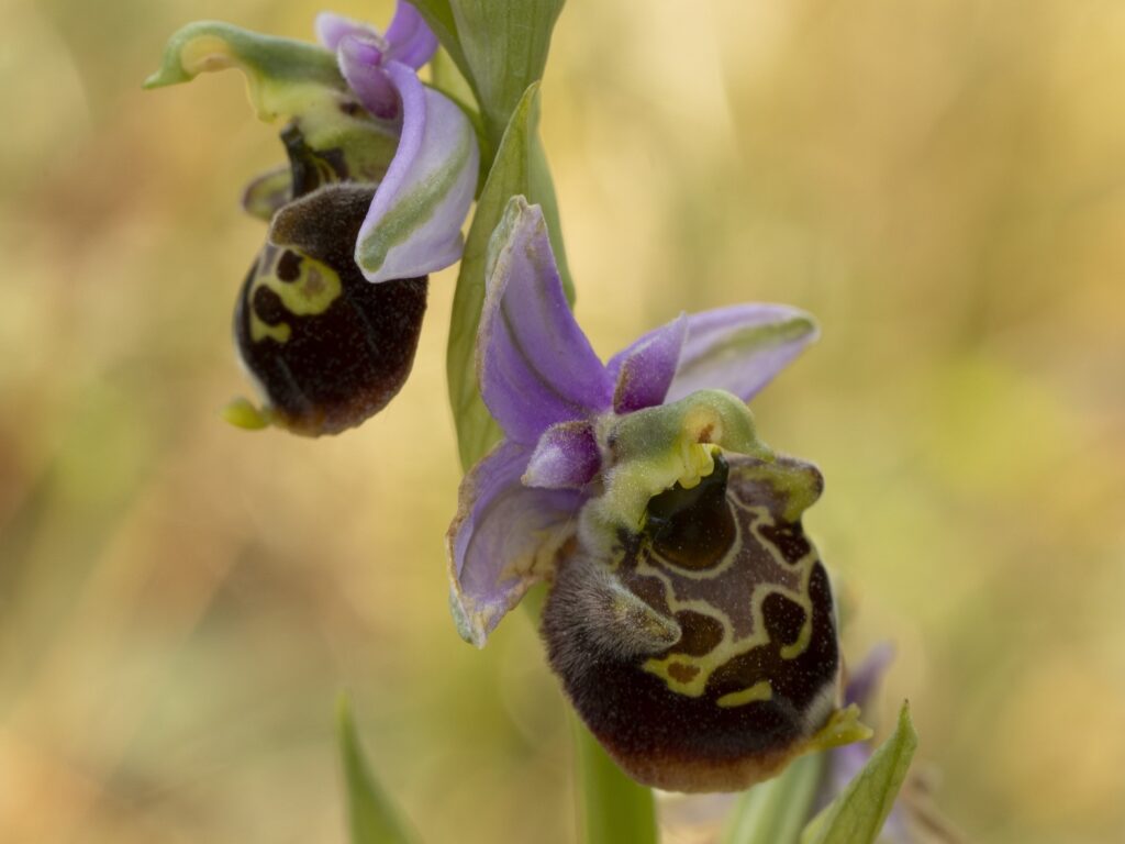 hommelorchis - Orchidee reizen - Viroinval - België 