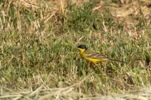 Balkan kwikstaart | Vogels van Bulgarije en Roemenië | Goldcrest Nature Tours"