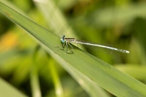 blauwe breedscheenjuffer op groen blad | dagexcursie vlinders en libellen Kampina "