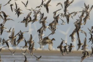 Groep steltlopers en Pijlstaarteend Groep steltlopers en eenden vliegend | Chris de Nooijer | Goldcrest Nature Tours | Vogelspektakel in Norfolk"