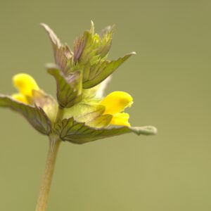 Fotowandeling Tiengemeten