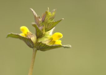 Fotowandeling Tiengemeten