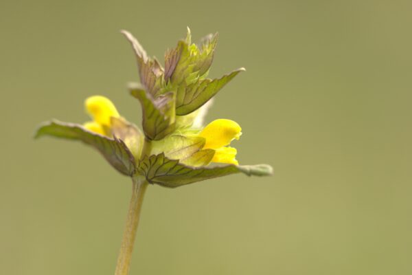 Fotowandeling Tiengemeten