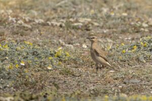 Izabeltapuit| Vogels van Bulgarije en Roemenië | Goldcrest Nature Tours"