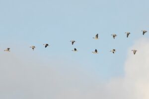 Kleine rietganzen in vlucht