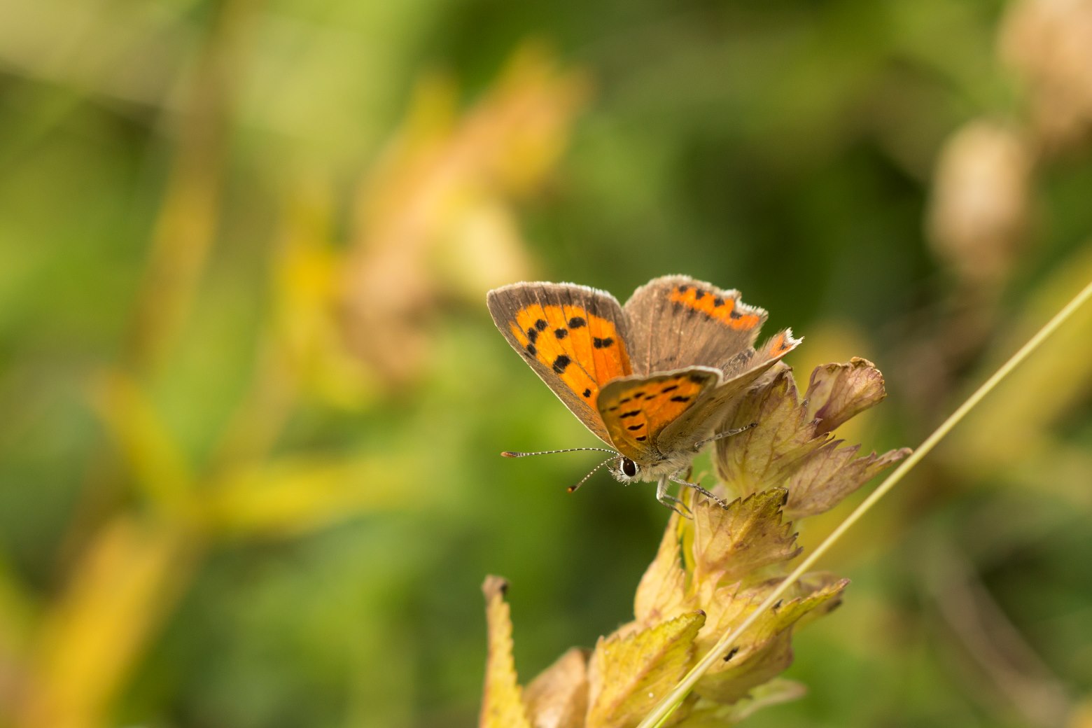 Vlinders & libellen Kampina