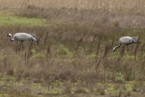 Spechten kraanvogels Winterswijk e.o.
