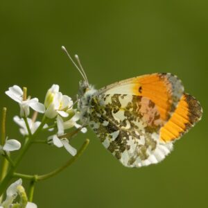 Fotowandeling Tiengemeten