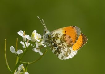 Fotowandeling Tiengemeten