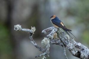 Roodstuitzwaluw| Vogels van Bulgarije en Roemenië | Goldcrest Nature Tours"