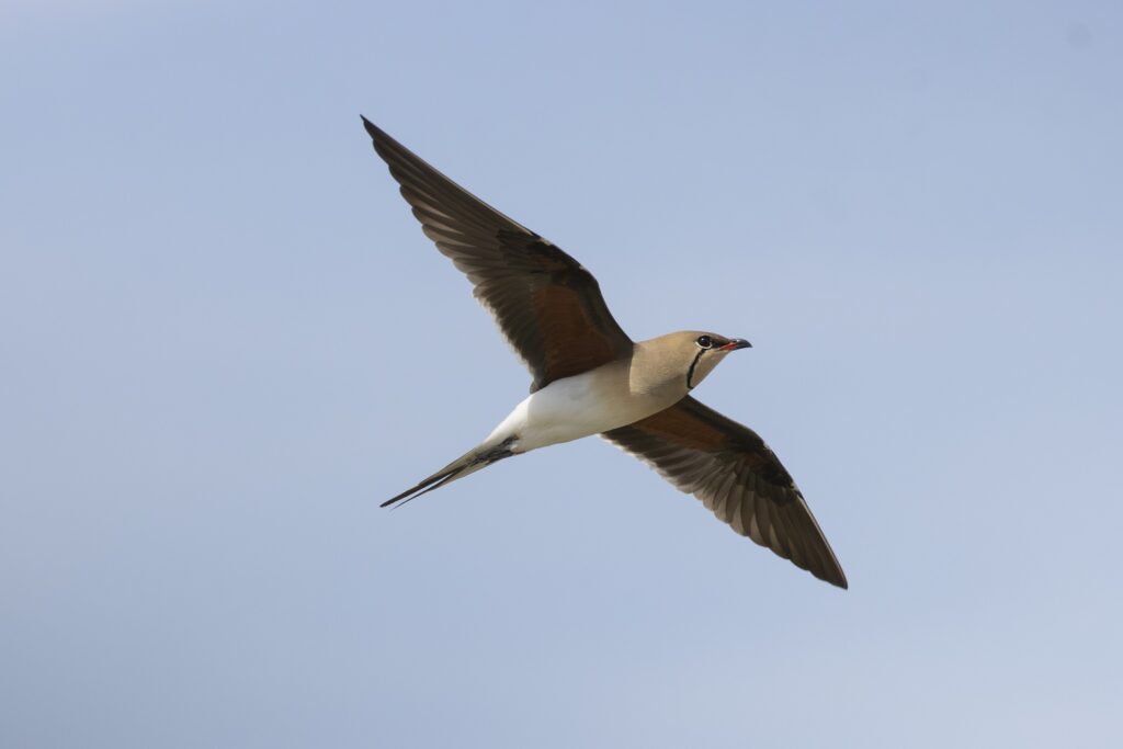 vorkstaartplevier in de camargue tijdens een vogelreis