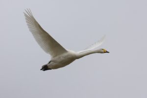Wilde Zwaan