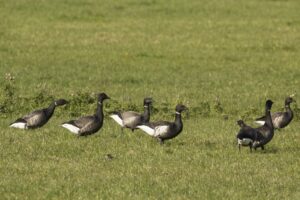 Zwarte rotgans Vogelspektakel in Norfolk"