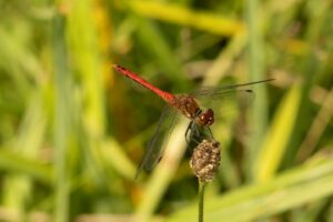 bloedrode heidelibel op bloemknop | dagexcursie vlinders en libellen Kampina "