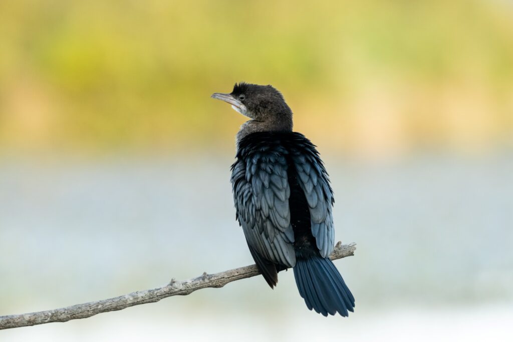 Vogels van Bulgarije en Roemenië