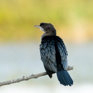 Vogels van Bulgarije en Roemenië