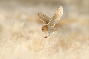Vogelspektakel in Norfolk