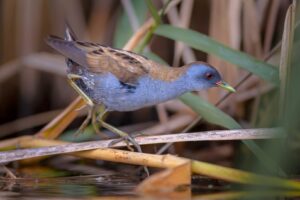 Klein waterhoen- Little Crake (Porzana parva)| Vogels van Bulgarije en Roemenië | Goldcrest Nature Tours"
