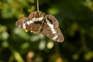 kleine ijsvogelvlinder imago met open vleugels"