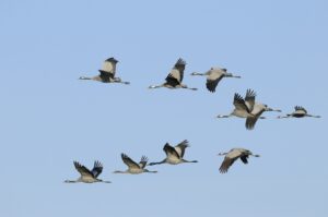 Common cranes flying