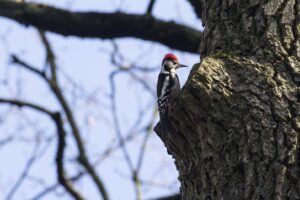 Spechten én meer in Winterswijk