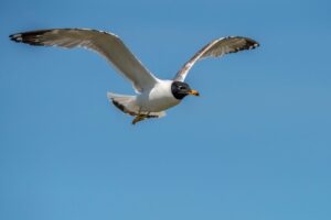 Vogels van Bulgarije en Roemenië"