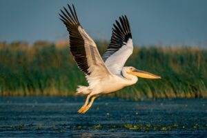 Vogels van Bulgarije en Roemenië"