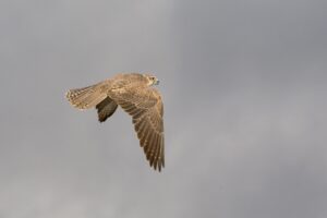 Sakervalk| Vogels van Bulgarije en Roemenië | Goldcrest Nature Tours"