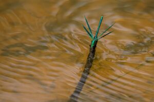 weidebeekjuffer op een tak in het water | dagexcursie vlinders en libellen Kampina "