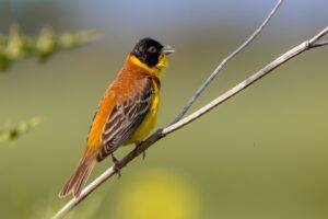 Zwartkopgors-Black headed Bunting (Emberiza melanocephala)  | Vogels van Bulgarije en Roemenië | Goldcrest Nature Tours"