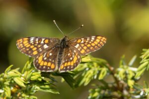Oranjebonte parelmoervlinder, Vlinders Zwitserland