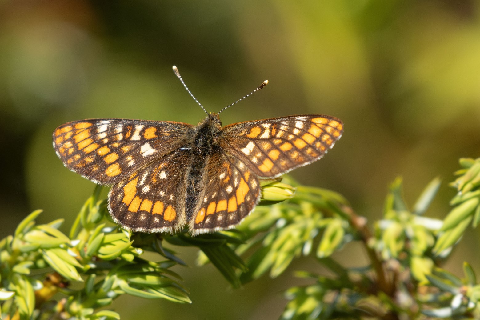 Oranjebonte parelmoervlinder, Vlinders Zwitserland