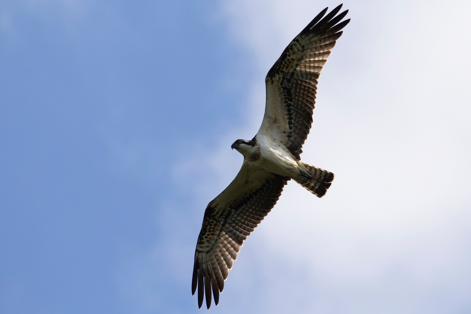 Roofvogels Duitsland, Visarend