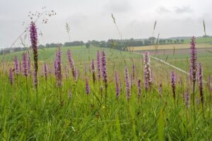 Orchideeën in landschap