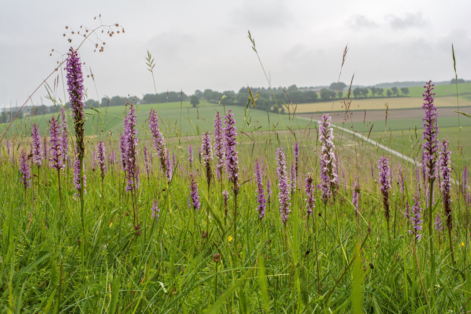 Orchideeën in landschap