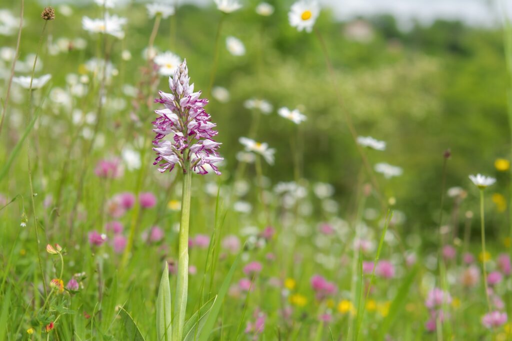Orchideeën van het Heuvelland