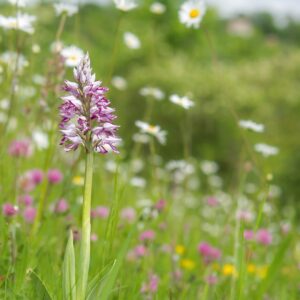 Orchideeën van het Heuvelland