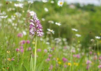 Orchideeën van het Heuvelland