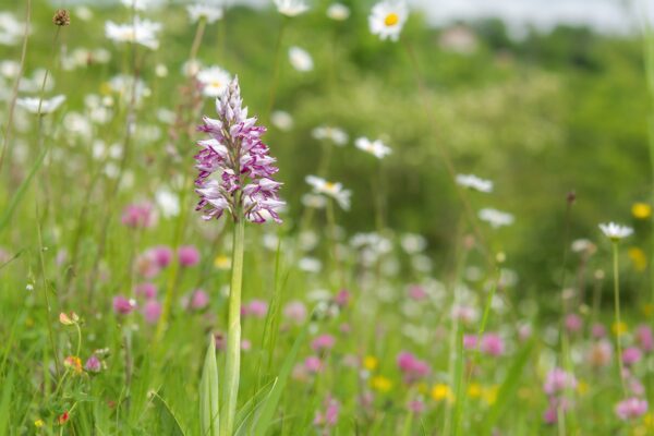 Orchideeën van het Heuvelland