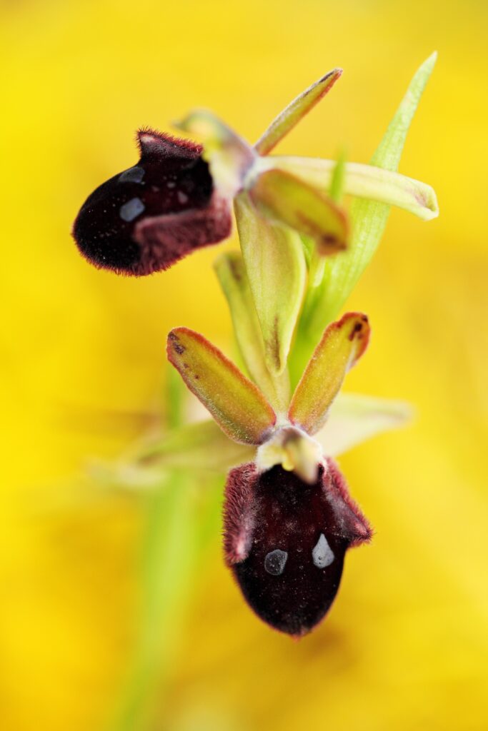 Wilde orchideeën in de Gargano - Ophrys