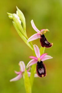 Wilde orchideeën in de Gargano - Ophrys bertolonii"
