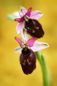 Wilde orchideeën in de Gargano - Ophrys biscutella"